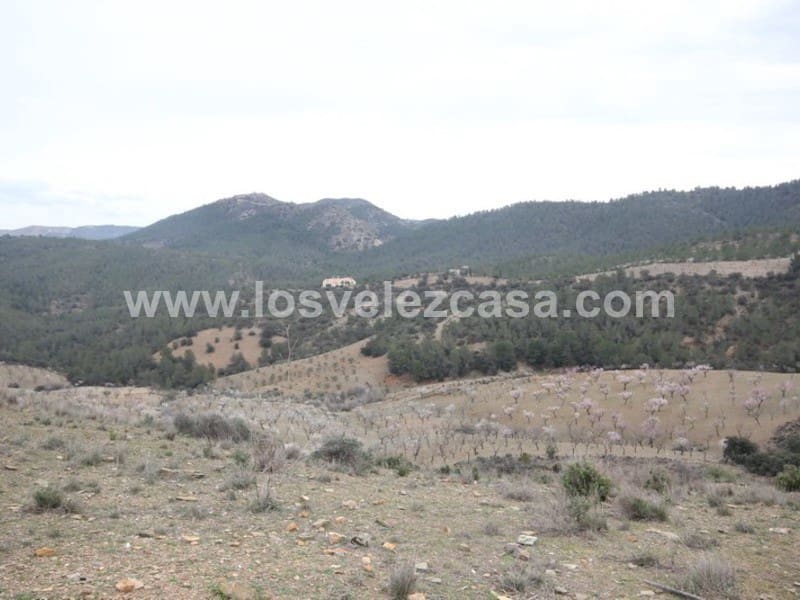 8 soveværelse Finca/Landehus til salg i Lorca - € 425.000 (Ref: 3360438)