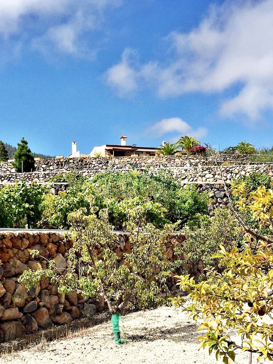 2 chambre Villa/Maison à vendre à Cruz de Tea - 425 000 € (Ref: 8686926)