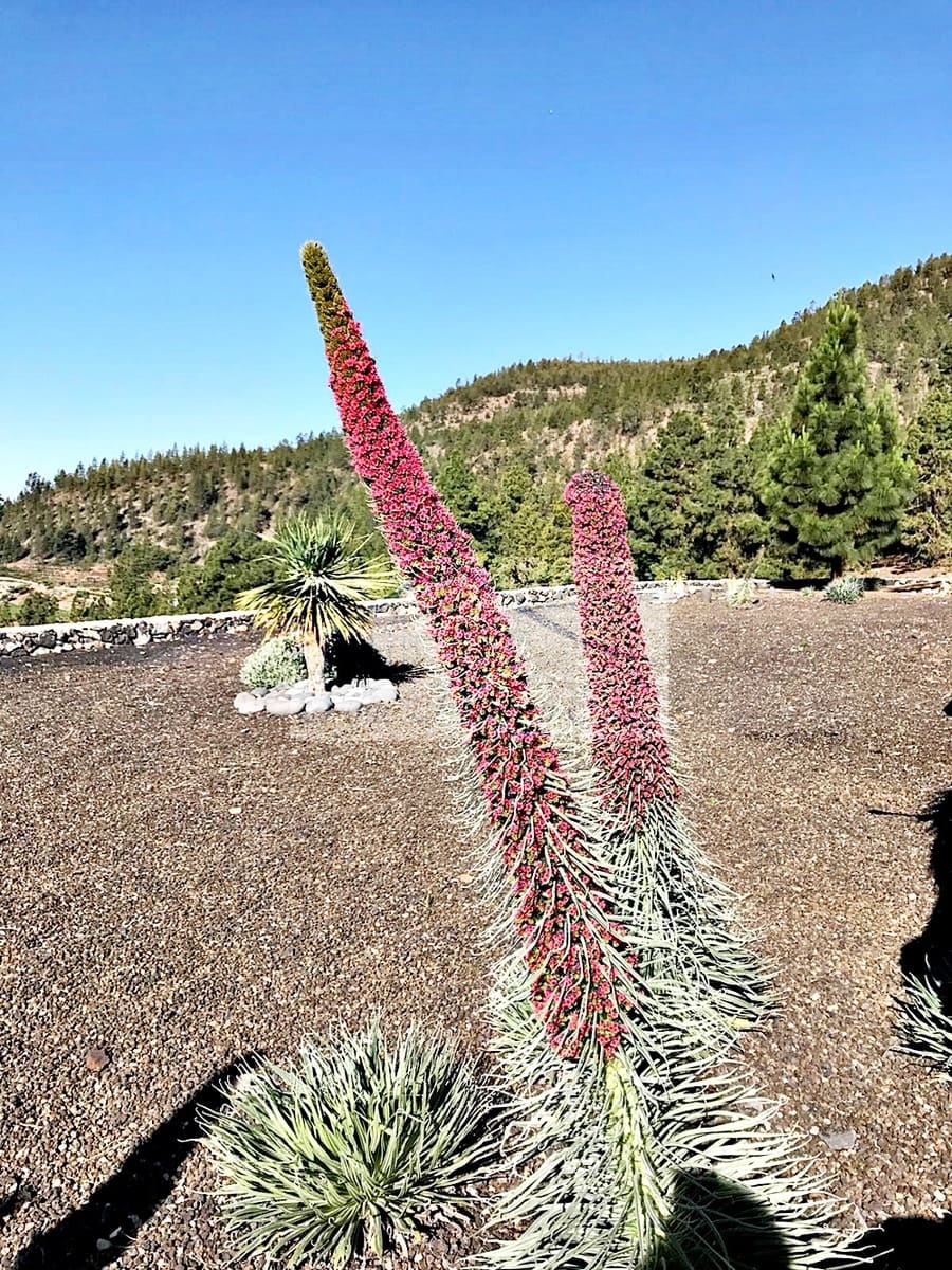 2 chambre Villa/Maison à vendre à Cruz de Tea - 425 000 € (Ref: 8686926)