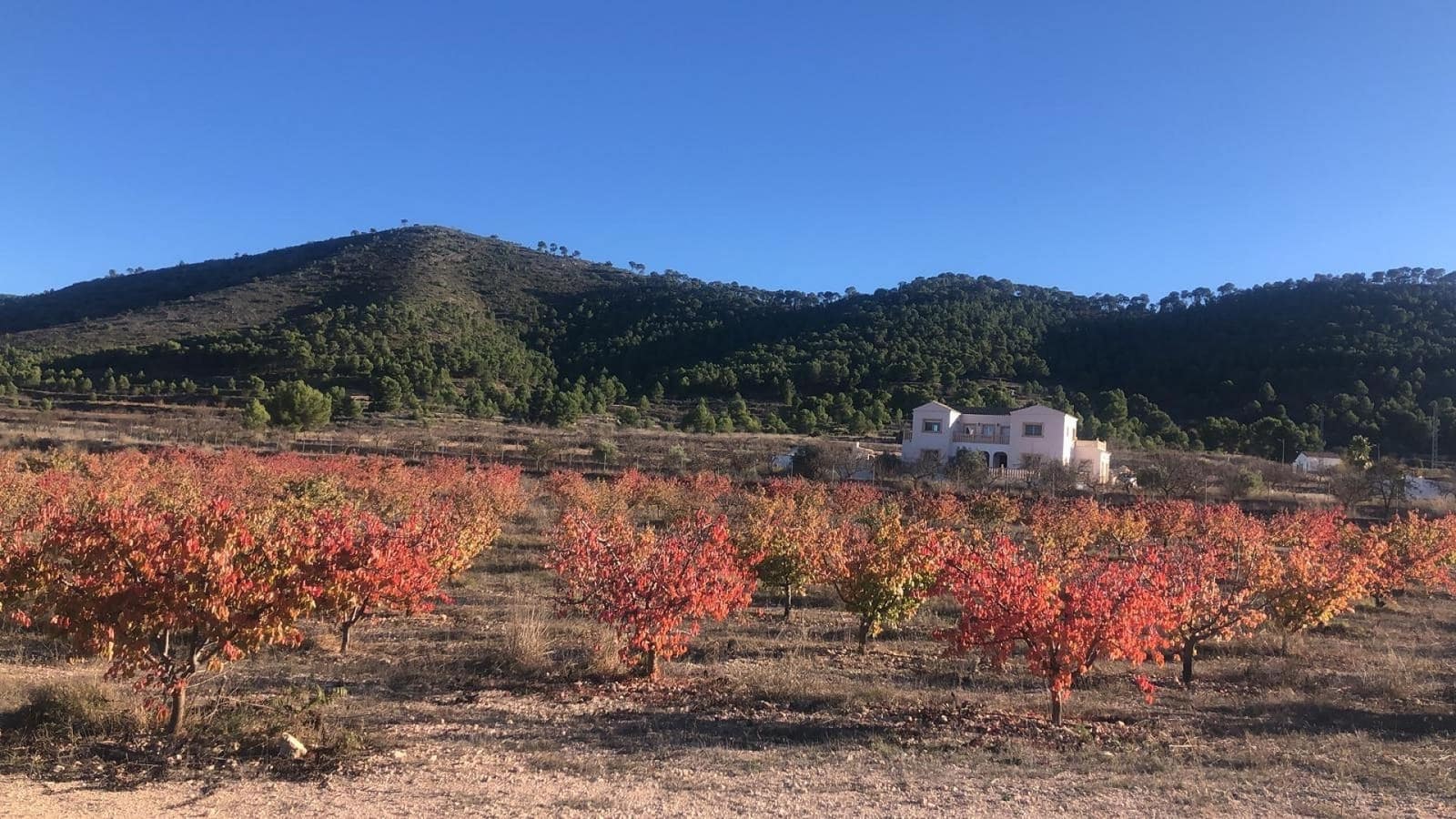 6 bedroom Villa for sale in Pinoso with pool - € 649,995 (Ref: 10049929)