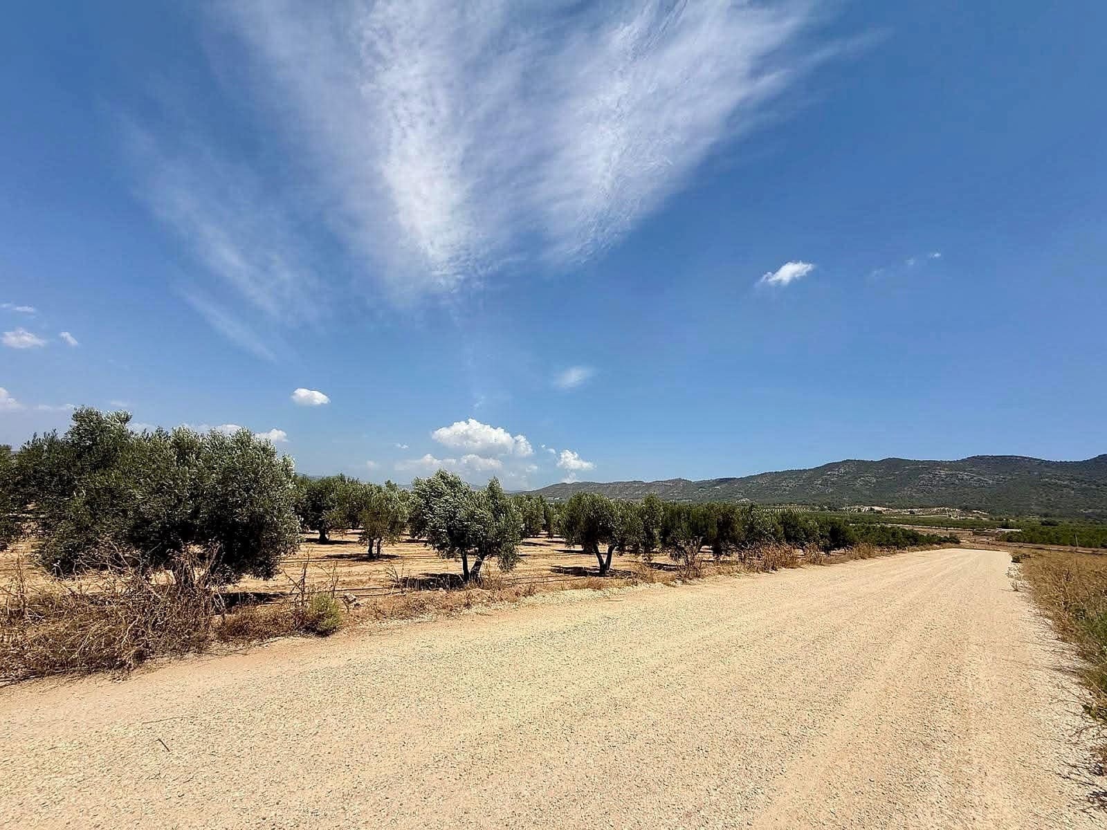 Undeveloped Land for sale in Salinas - € 49,500 (Ref: 10090891)