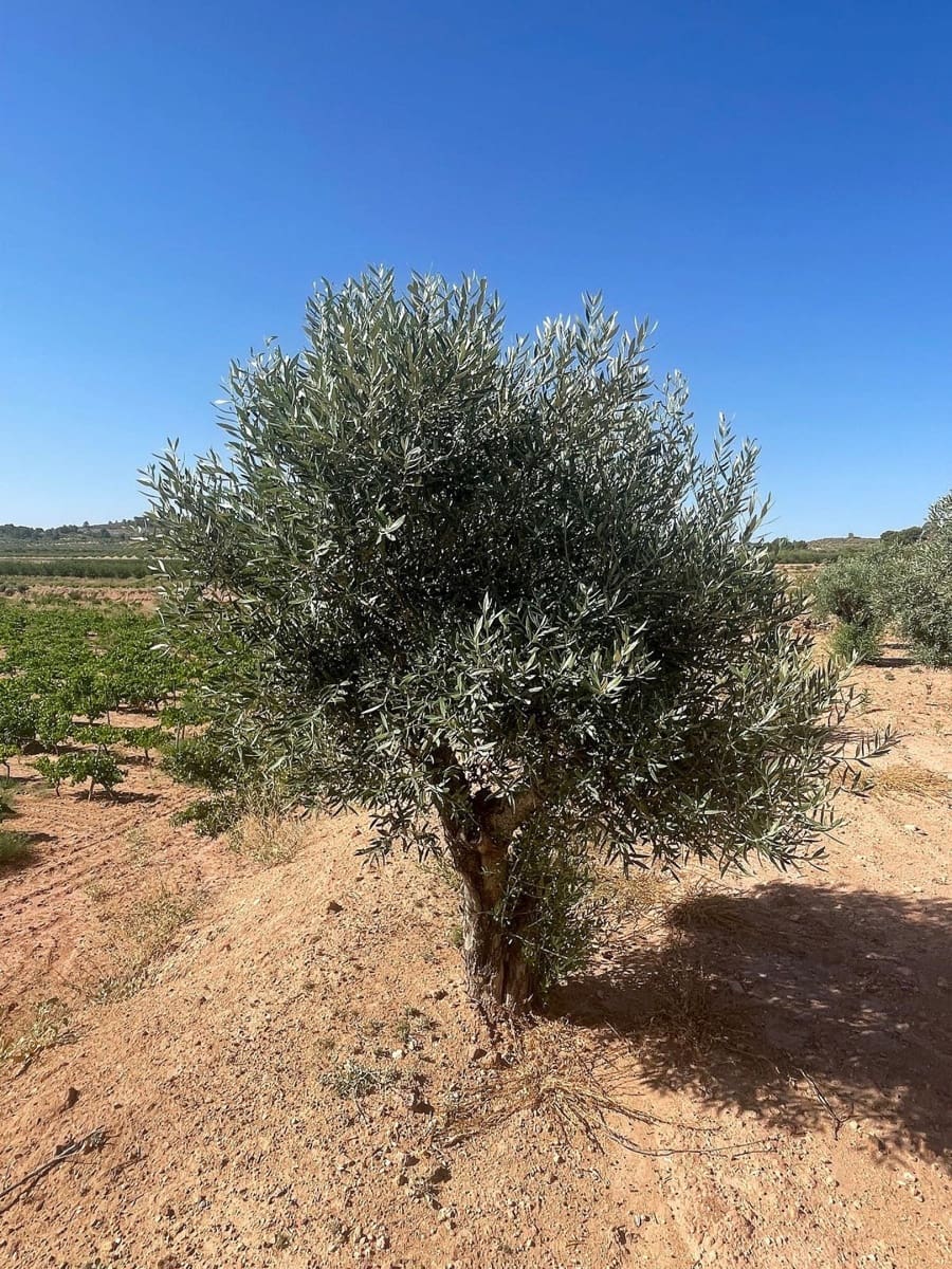 Mark till salu i Pinoso - 222 000 € (Ref: 10090892)