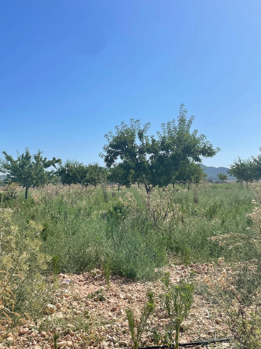 Mark till salu i Pinoso - 222 000 € (Ref: 10090892)