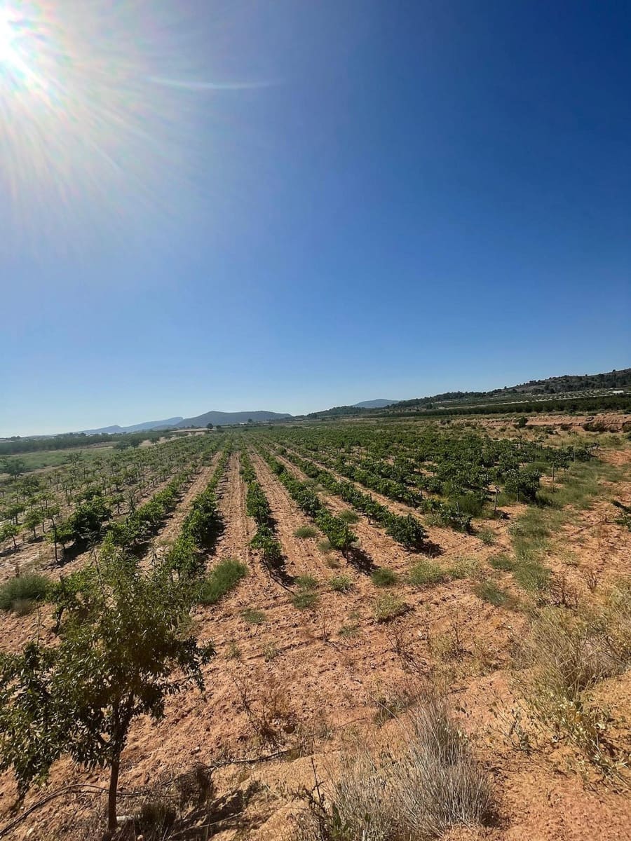 Mark till salu i Pinoso - 222 000 € (Ref: 10090892)