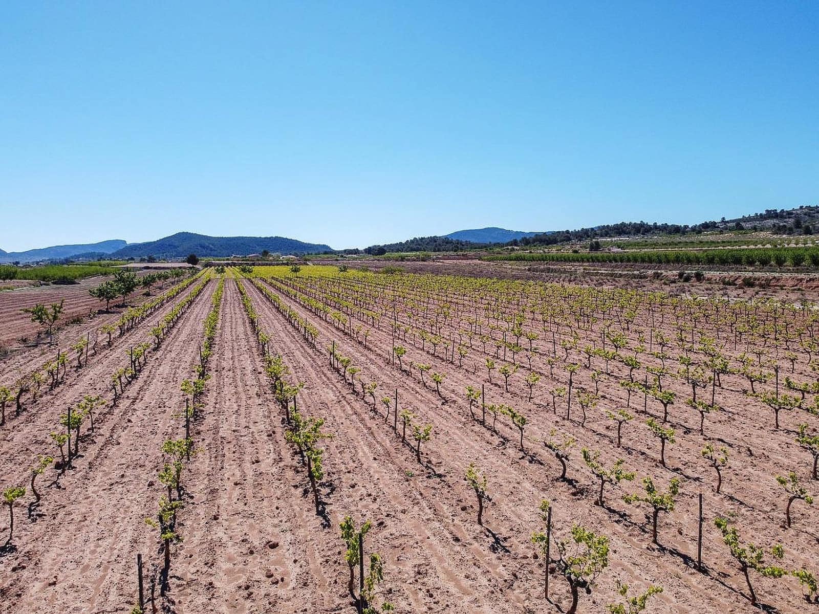 Mark till salu i Pinoso - 222 000 € (Ref: 10090892)