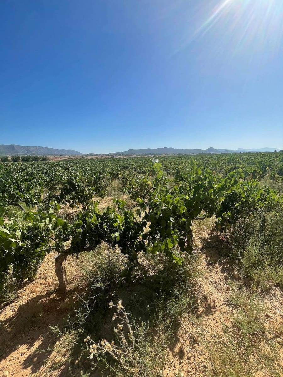 Mark till salu i Pinoso - 222 000 € (Ref: 10090892)