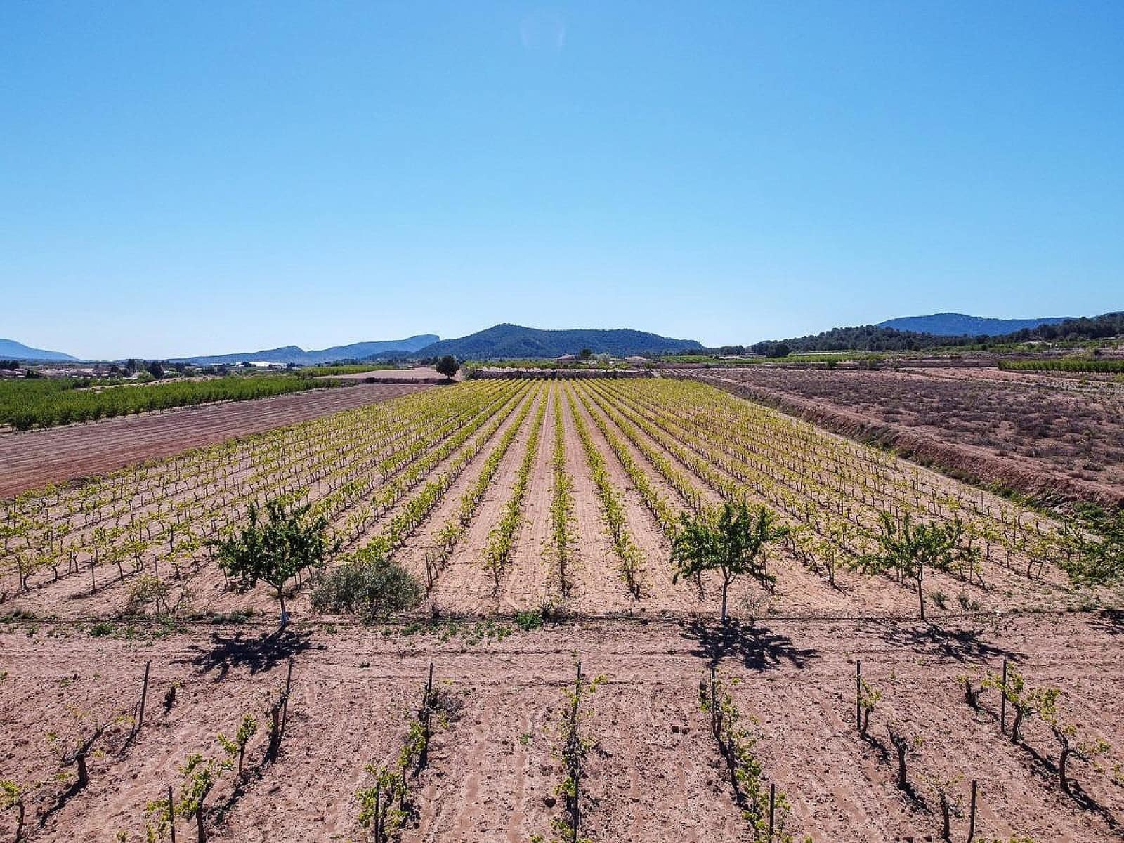 Mark till salu i Pinoso - 222 000 € (Ref: 10090892)