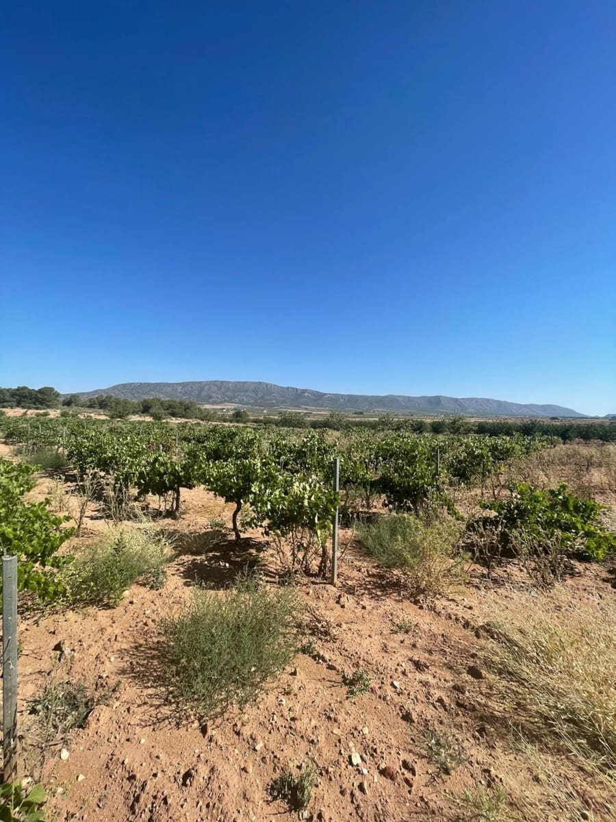 Mark till salu i Pinoso - 222 000 € (Ref: 10090893)