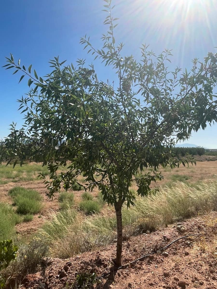 Mark till salu i Pinoso - 222 000 € (Ref: 10090893)