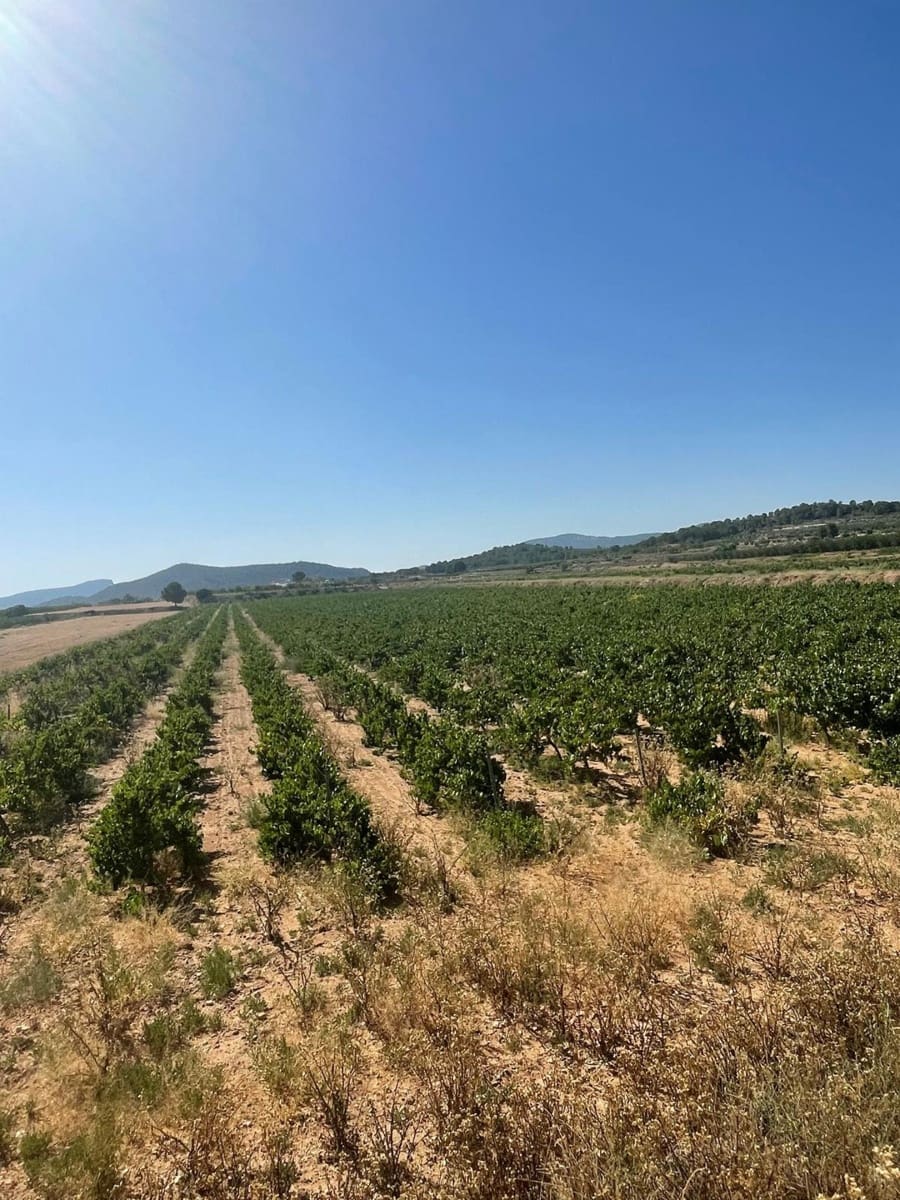 Mark till salu i Pinoso - 222 000 € (Ref: 10090893)