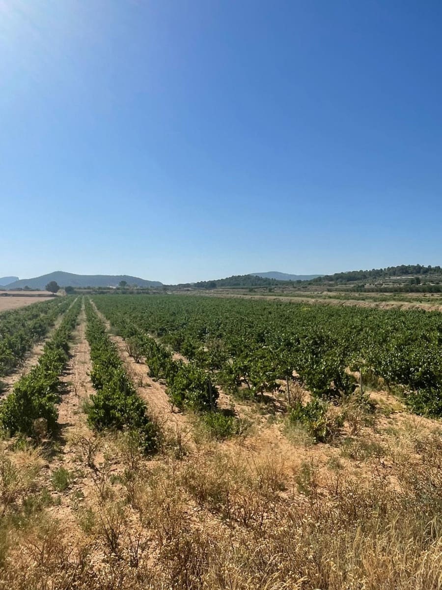 Mark till salu i Pinoso - 222 000 € (Ref: 10090893)