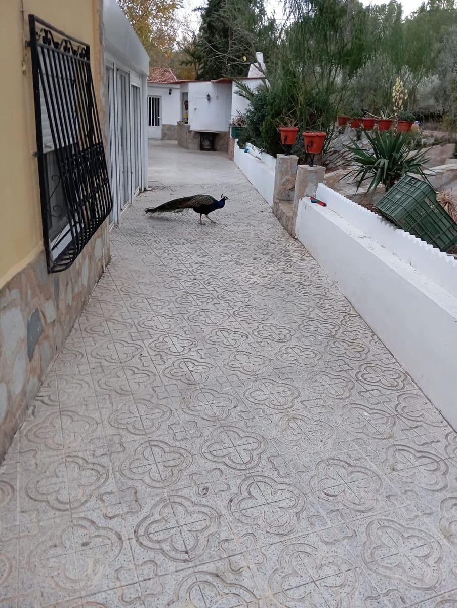 Chalet de 5 habitaciones en Sax en venta con piscina - 319.995 € (Ref: 10120317)