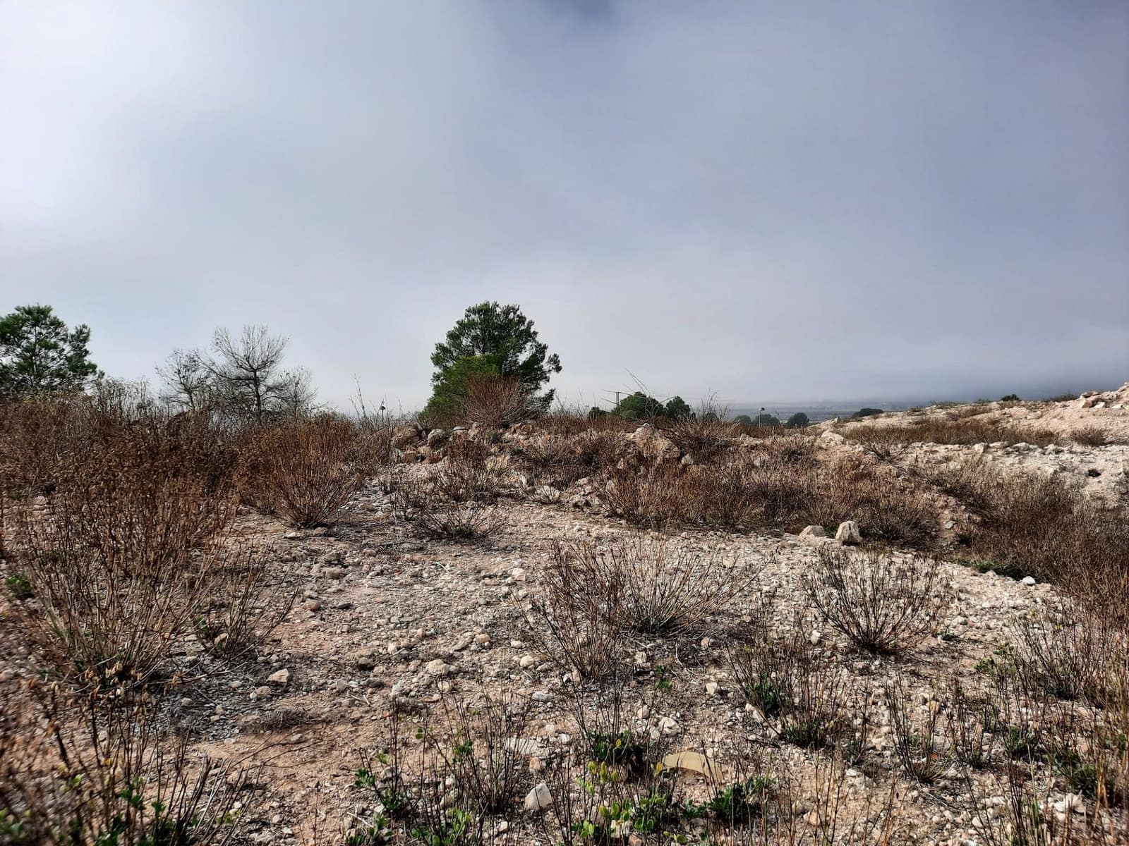 Undeveloped Land for sale in Salinas - € 36,000 (Ref: 10183519)