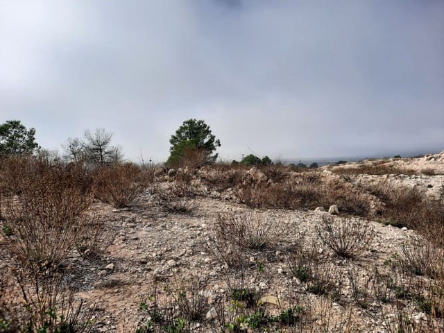 Mark till salu i Salinas - 36 000 € (Ref: 10183519)