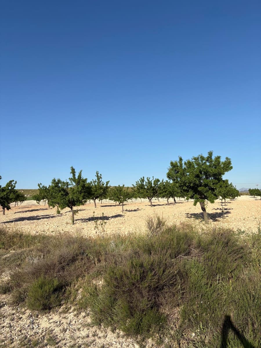 6 sypialnia Finka/Dom wiejski na sprzedaż w Jumilla z basenem - 95 000 € (Ref: 3229601)