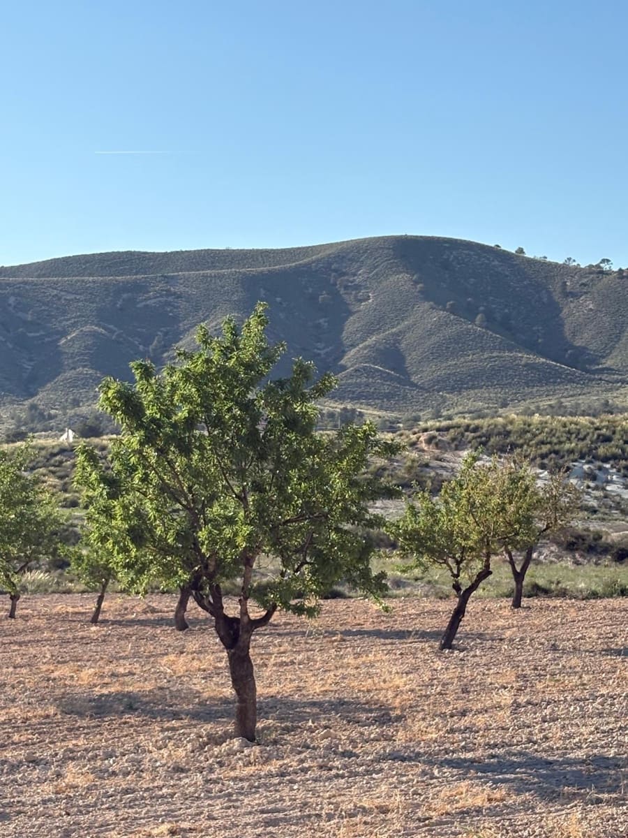 6 sypialnia Finka/Dom wiejski na sprzedaż w Jumilla z basenem - 95 000 € (Ref: 3229601)