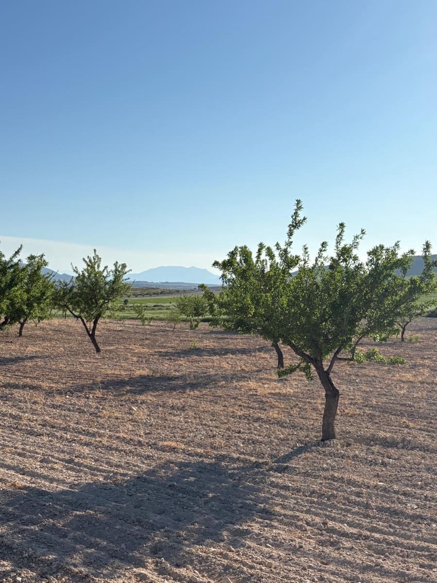 6 sypialnia Finka/Dom wiejski na sprzedaż w Jumilla z basenem - 95 000 € (Ref: 3229601)