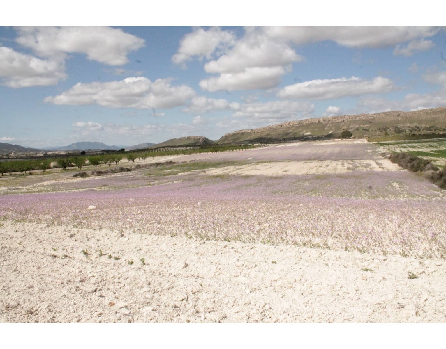 6 sypialnia Finka/Dom wiejski na sprzedaż w Jumilla z basenem - 95 000 € (Ref: 3229601)