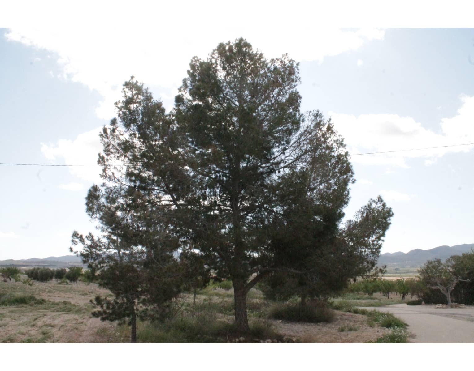 6 sypialnia Finka/Dom wiejski na sprzedaż w Jumilla z basenem - 95 000 € (Ref: 3229601)