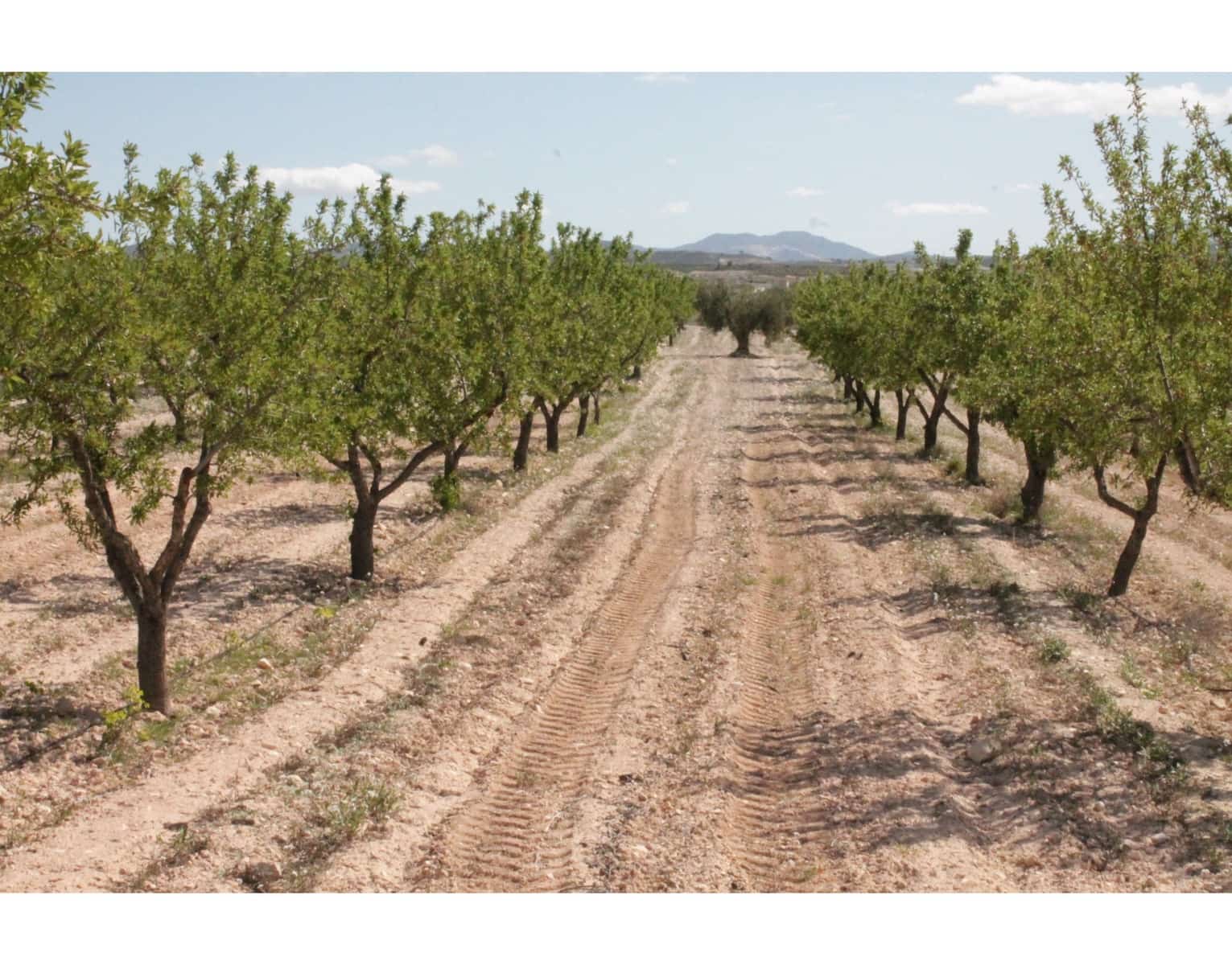 6 sypialnia Finka/Dom wiejski na sprzedaż w Jumilla z basenem - 95 000 € (Ref: 3229601)