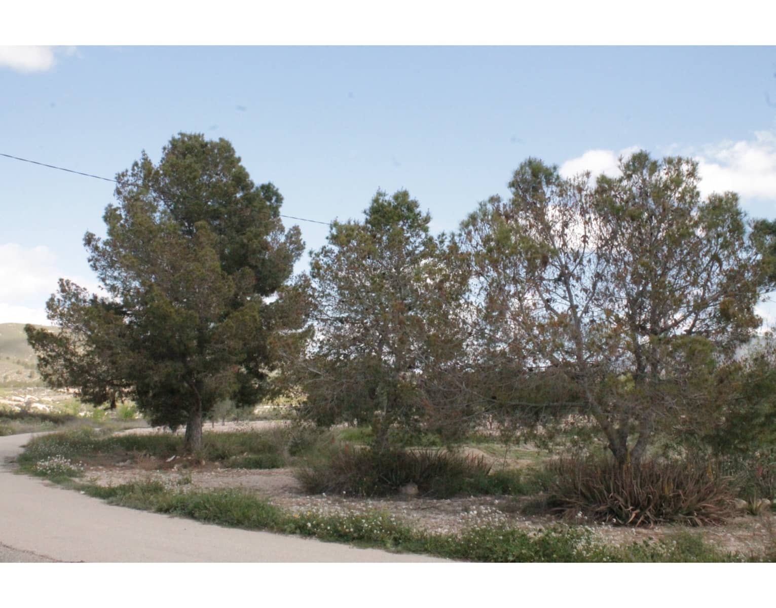 6 sypialnia Finka/Dom wiejski na sprzedaż w Jumilla z basenem - 95 000 € (Ref: 3229601)