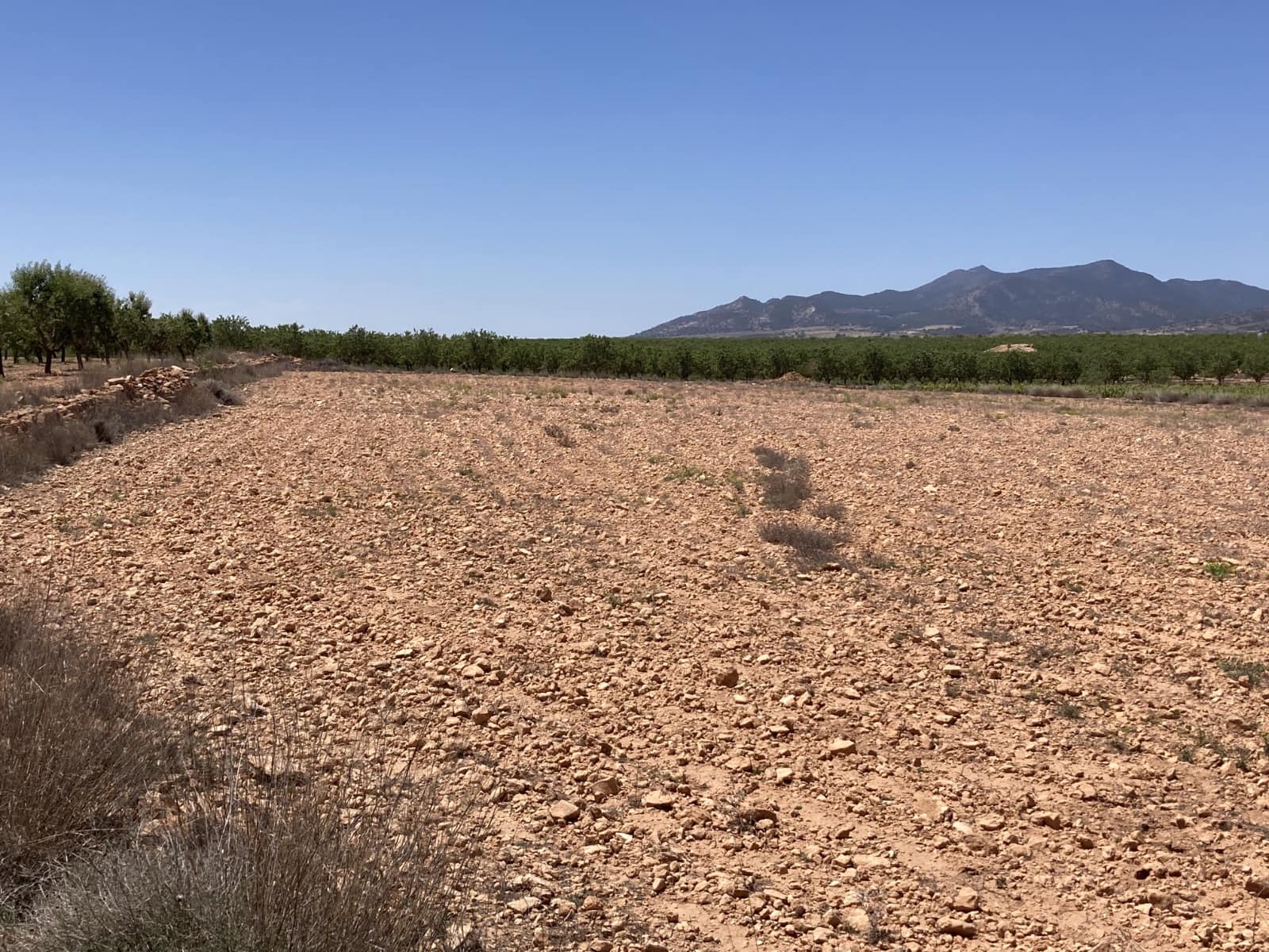 Terre non Aménagée à vendre à Pinoso - 69 500 € (Ref: 3372156)