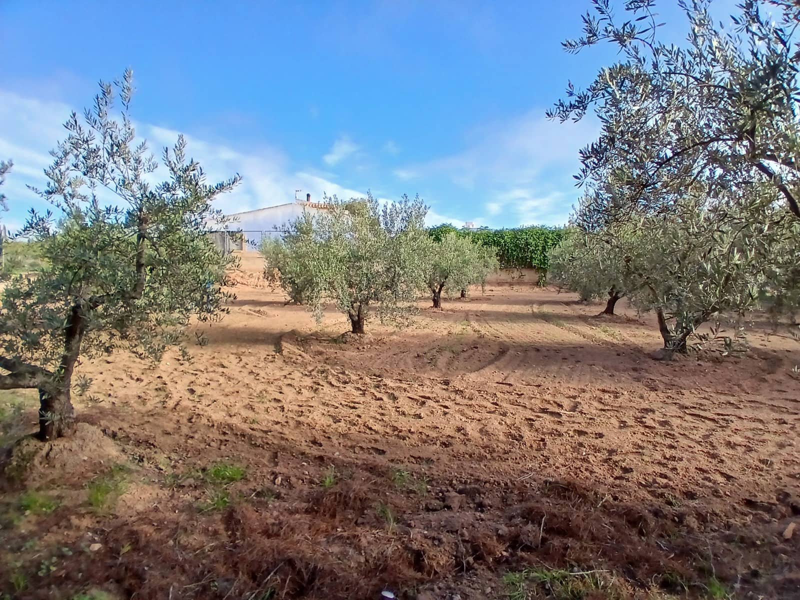 3 slaapkamer Finca/Landhuis te koop in Jumilla met zwembad garage - € 140.000 (Ref: 3403850)