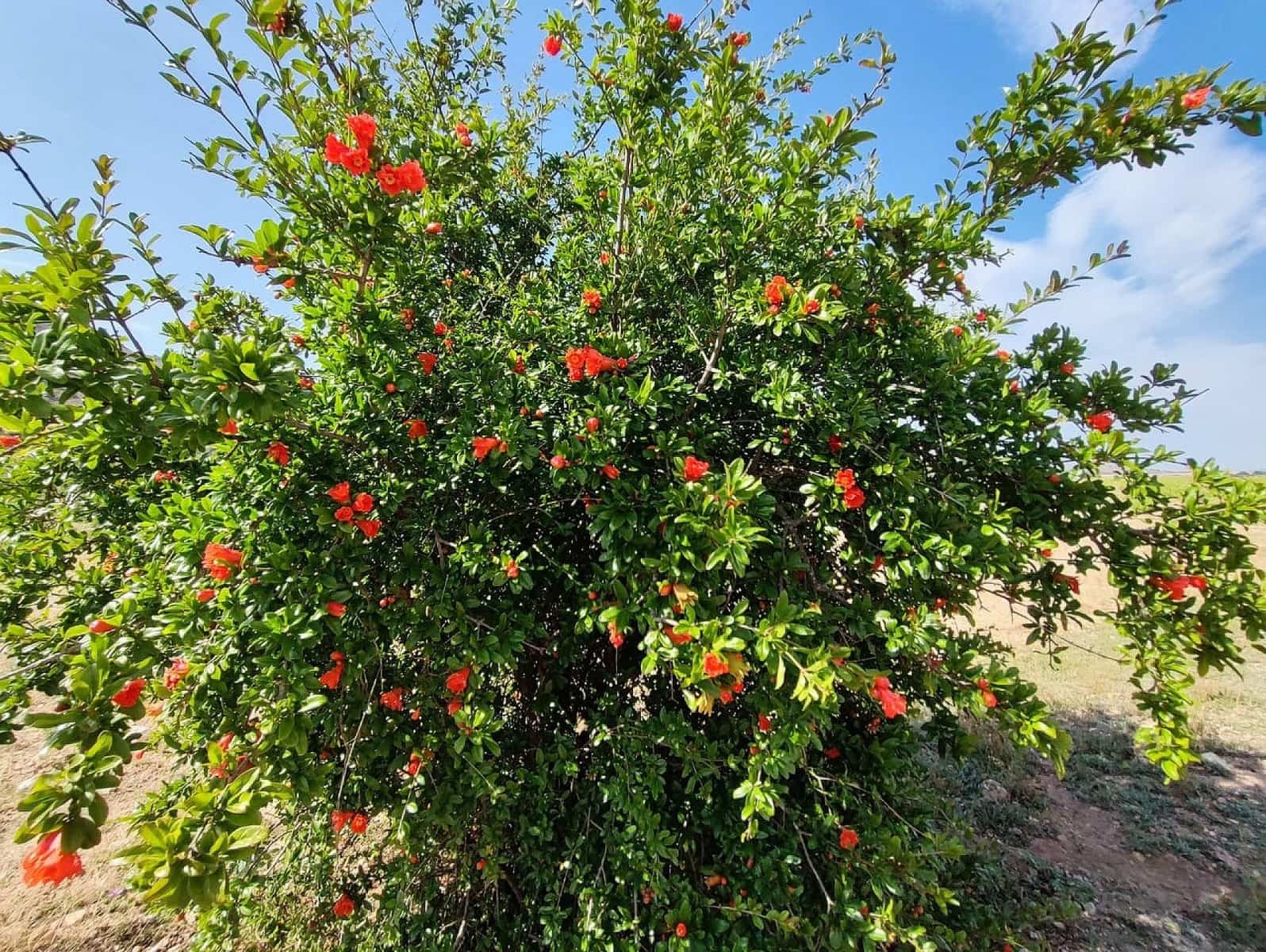 5 sovrum Finca/Hus på landet till salu i Yecla med pool garage - 675 000 € (Ref: 4309517)