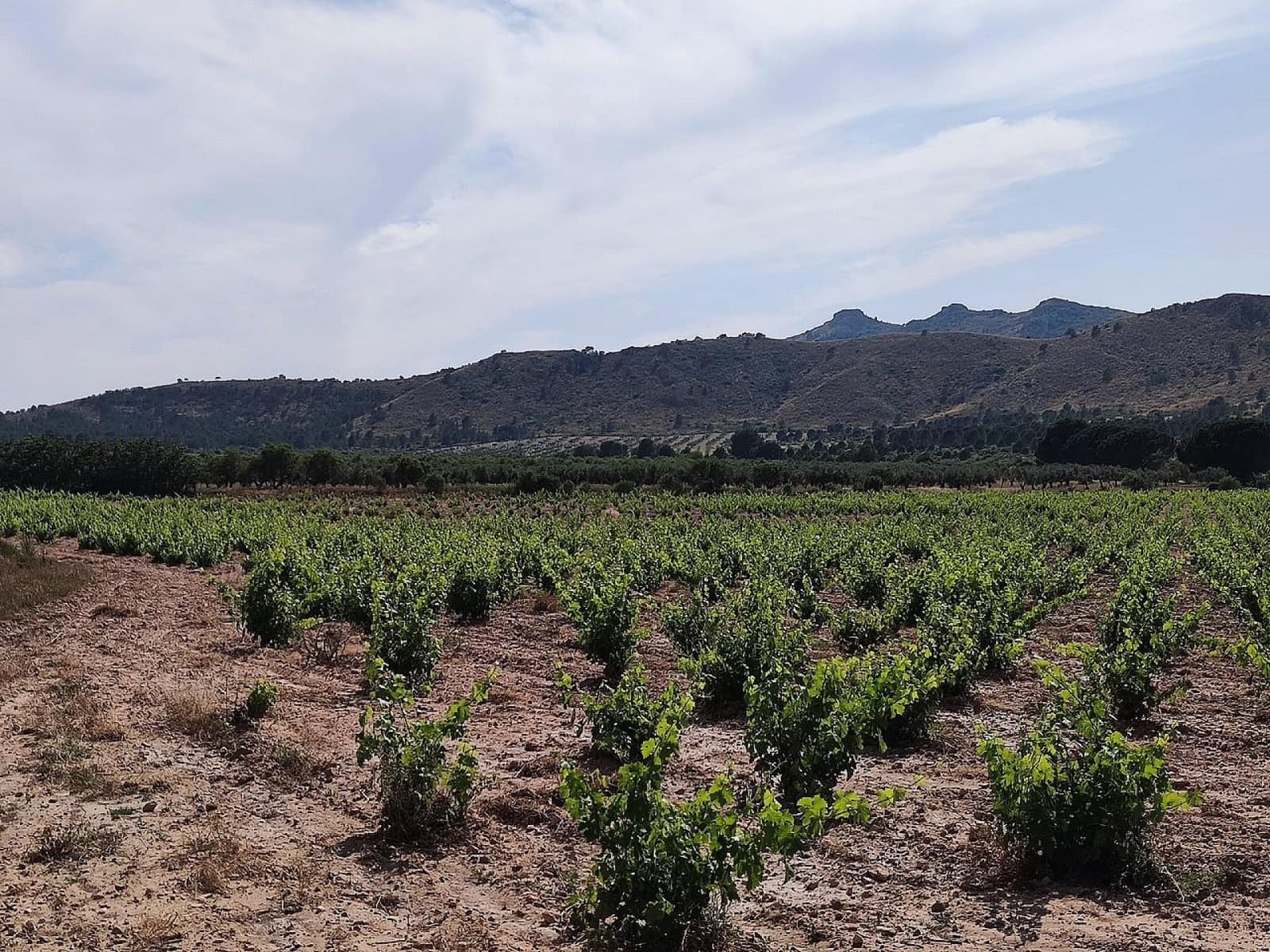 5 sovrum Finca/Hus på landet till salu i Yecla med pool garage - 675 000 € (Ref: 4309517)