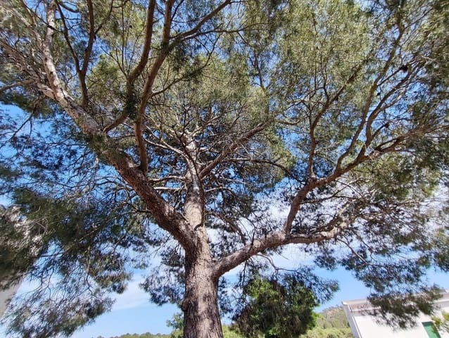 5 chambre Finca/Maison de Campagne à vendre à Yecla avec piscine garage - 675 000 € (Ref: 4309517)