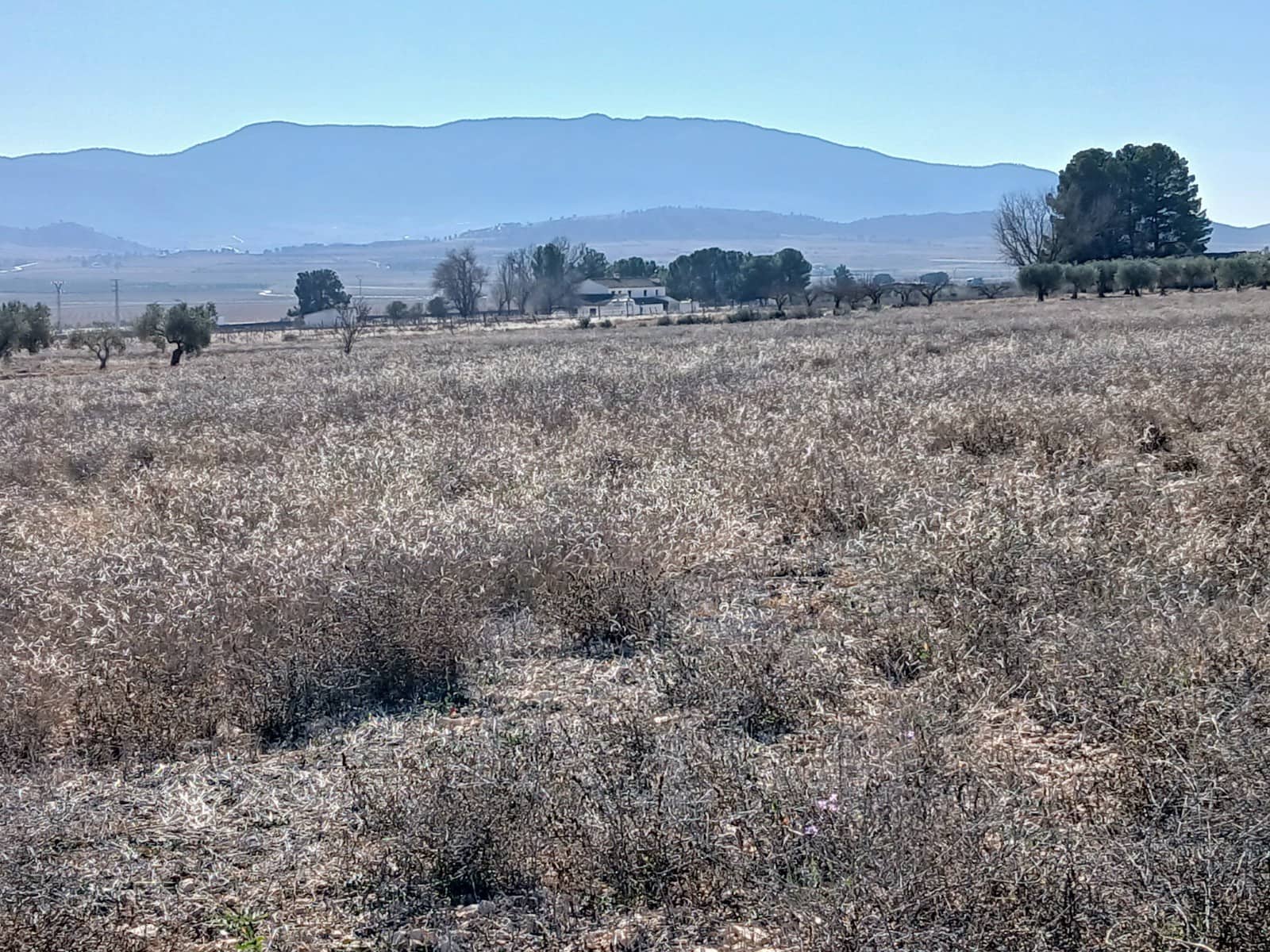 Undeveloped Land for sale in Yecla - € 34,000 (Ref: 4522934)