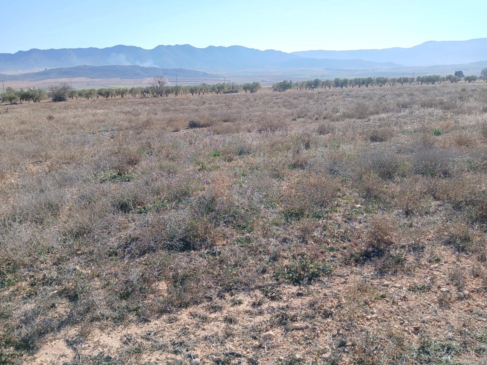 Undeveloped Land for sale in Yecla - € 34,000 (Ref: 4522934)