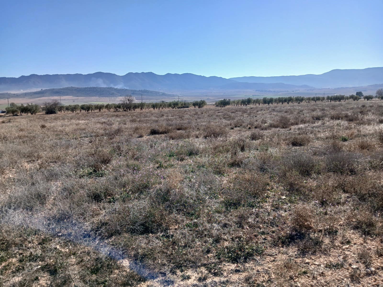 Undeveloped Land for sale in Yecla - € 34,000 (Ref: 4522934)