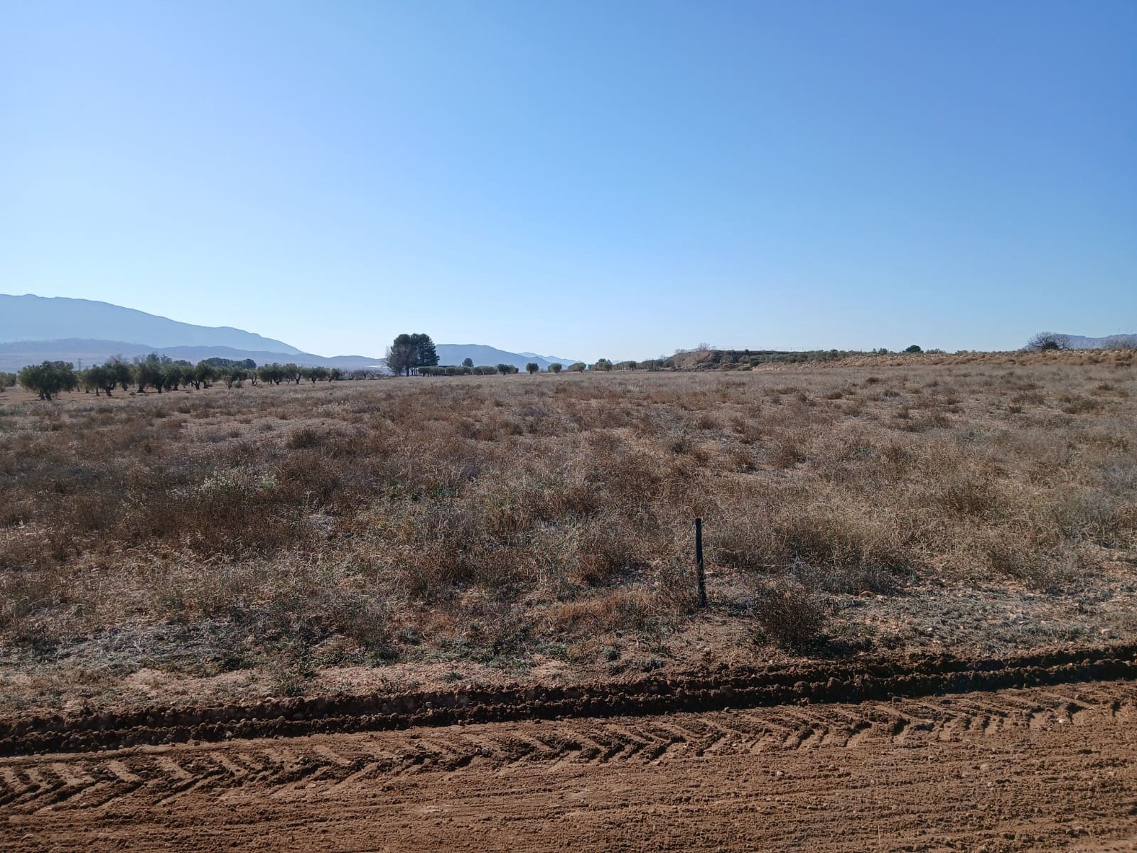 Undeveloped Land for sale in Yecla - € 34,000 (Ref: 4522934)