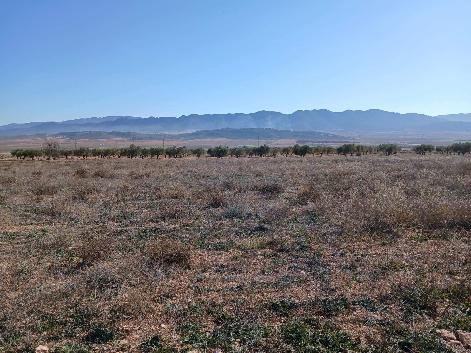 Undeveloped Land for sale in Yecla - € 34,000 (Ref: 4522934)