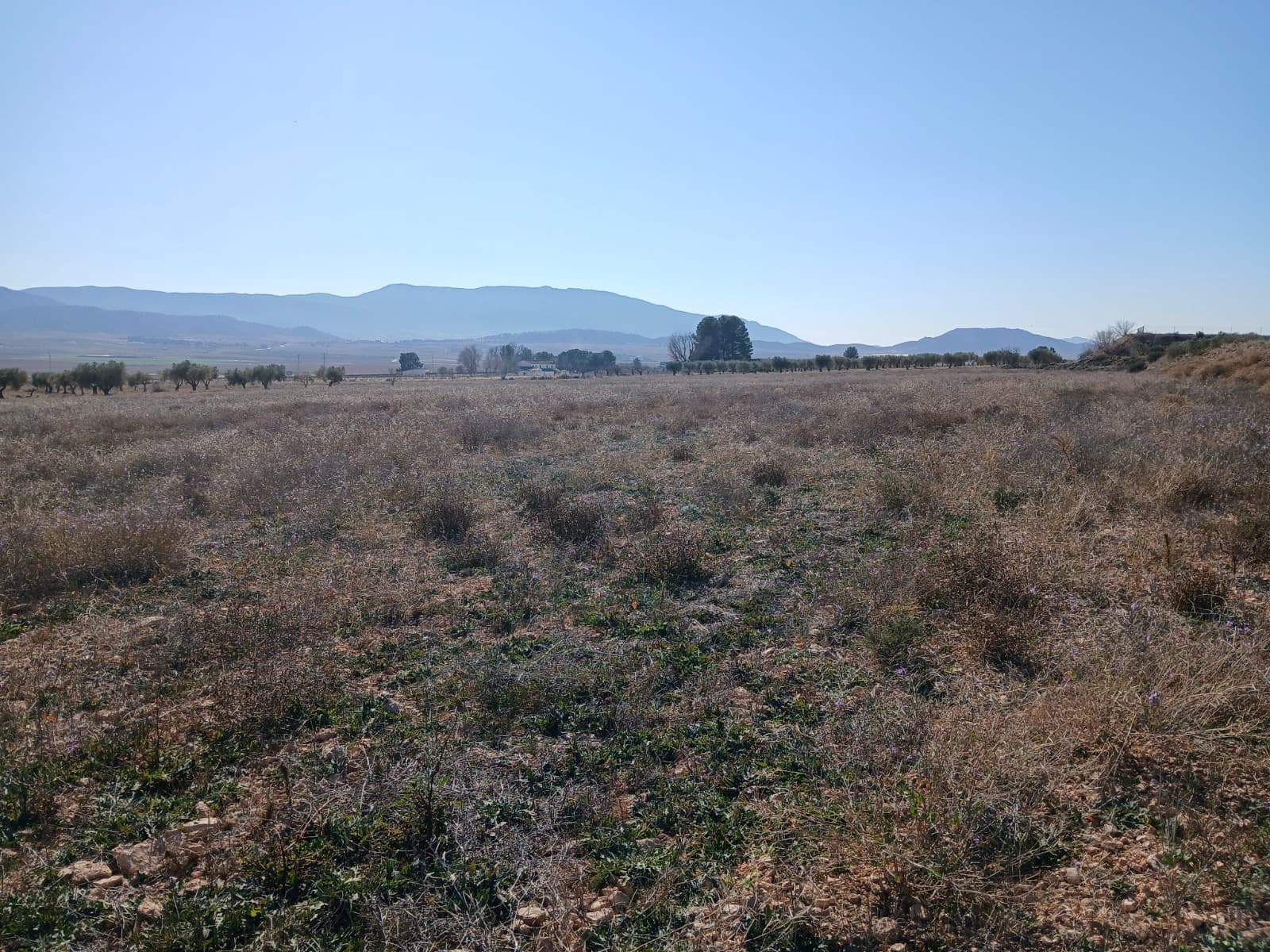 Undeveloped Land for sale in Yecla - € 34,000 (Ref: 4522934)