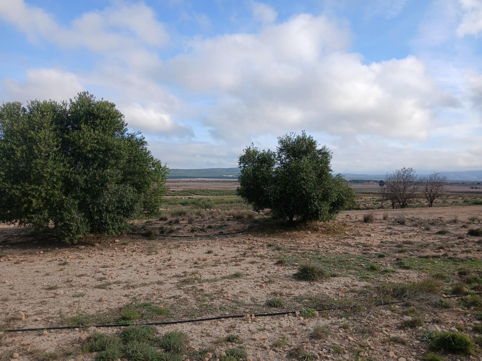 Landgrundstück zu verkaufen in Yecla - 13.000 € (Ref: 4522935)