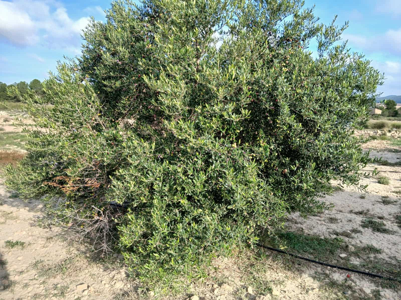 Landgrundstück zu verkaufen in Yecla - 13.000 € (Ref: 4522935)