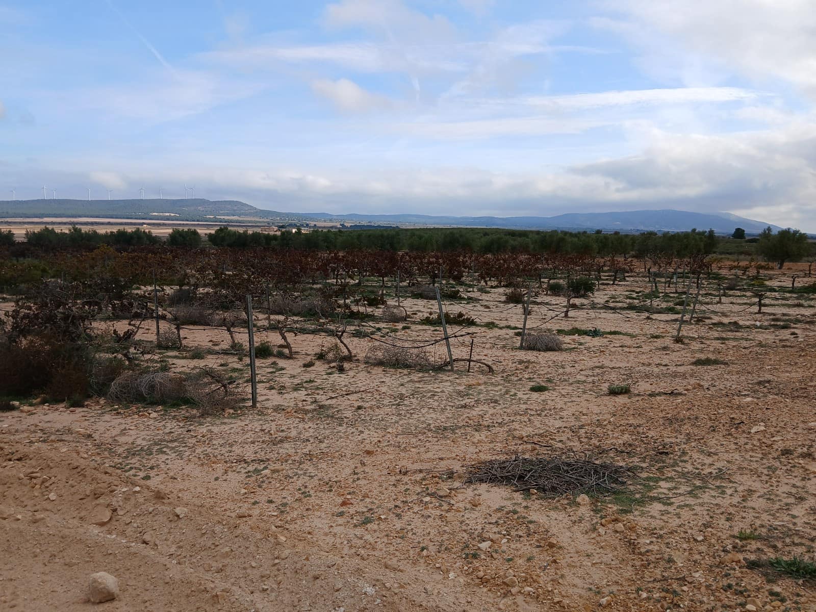 Landgrundstück zu verkaufen in Yecla - 13.000 € (Ref: 4522935)