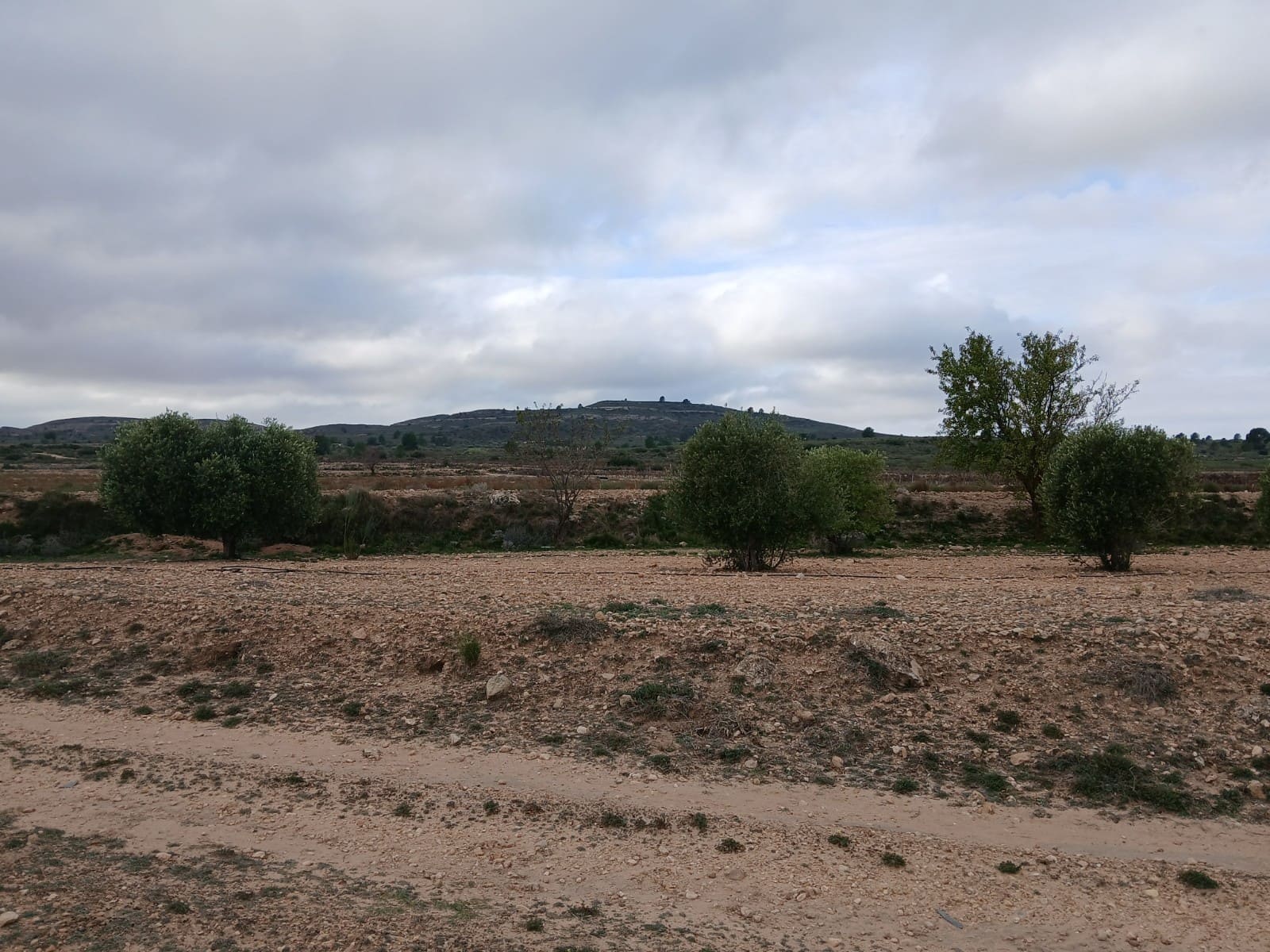 Landgrundstück zu verkaufen in Yecla - 13.000 € (Ref: 4522935)