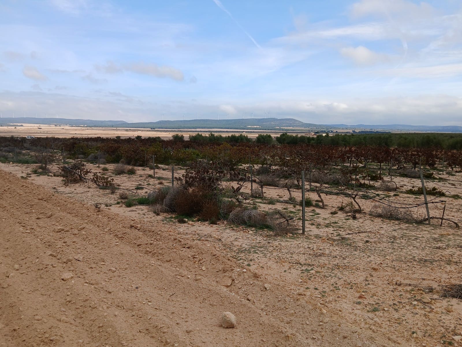 Landgrundstück zu verkaufen in Yecla - 13.000 € (Ref: 4522935)