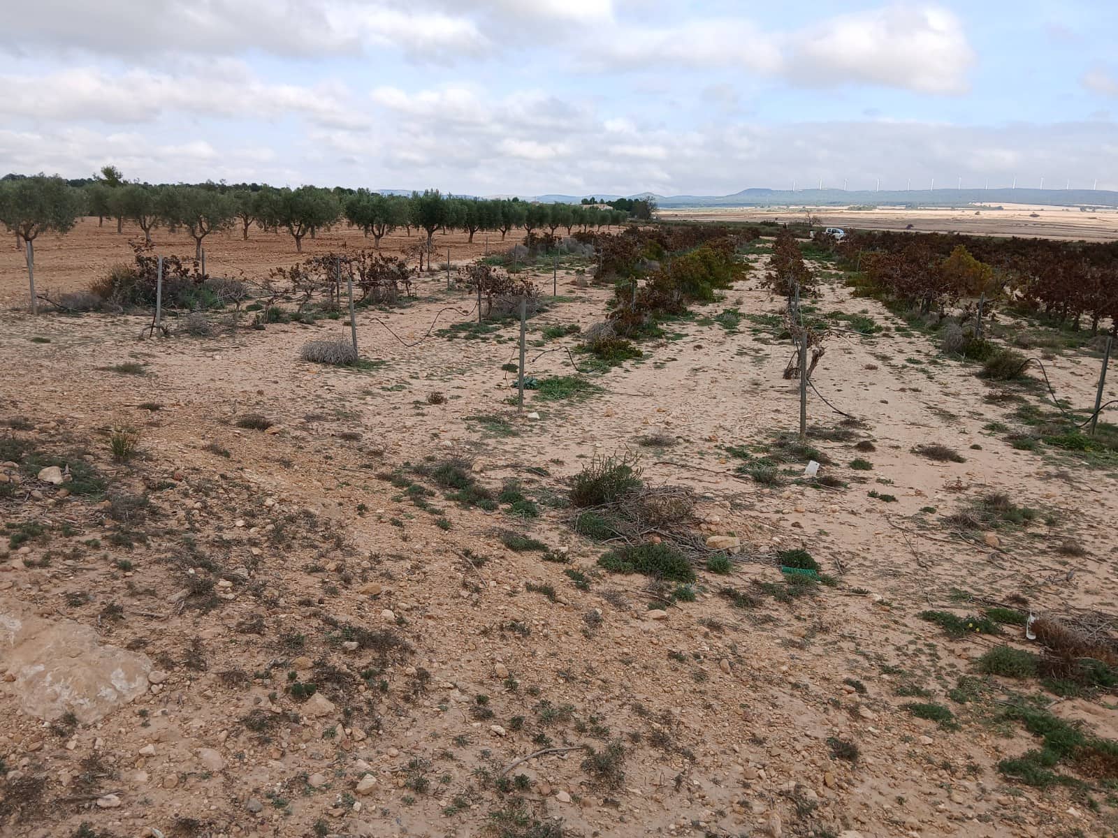 Landgrundstück zu verkaufen in Yecla - 13.000 € (Ref: 4522935)