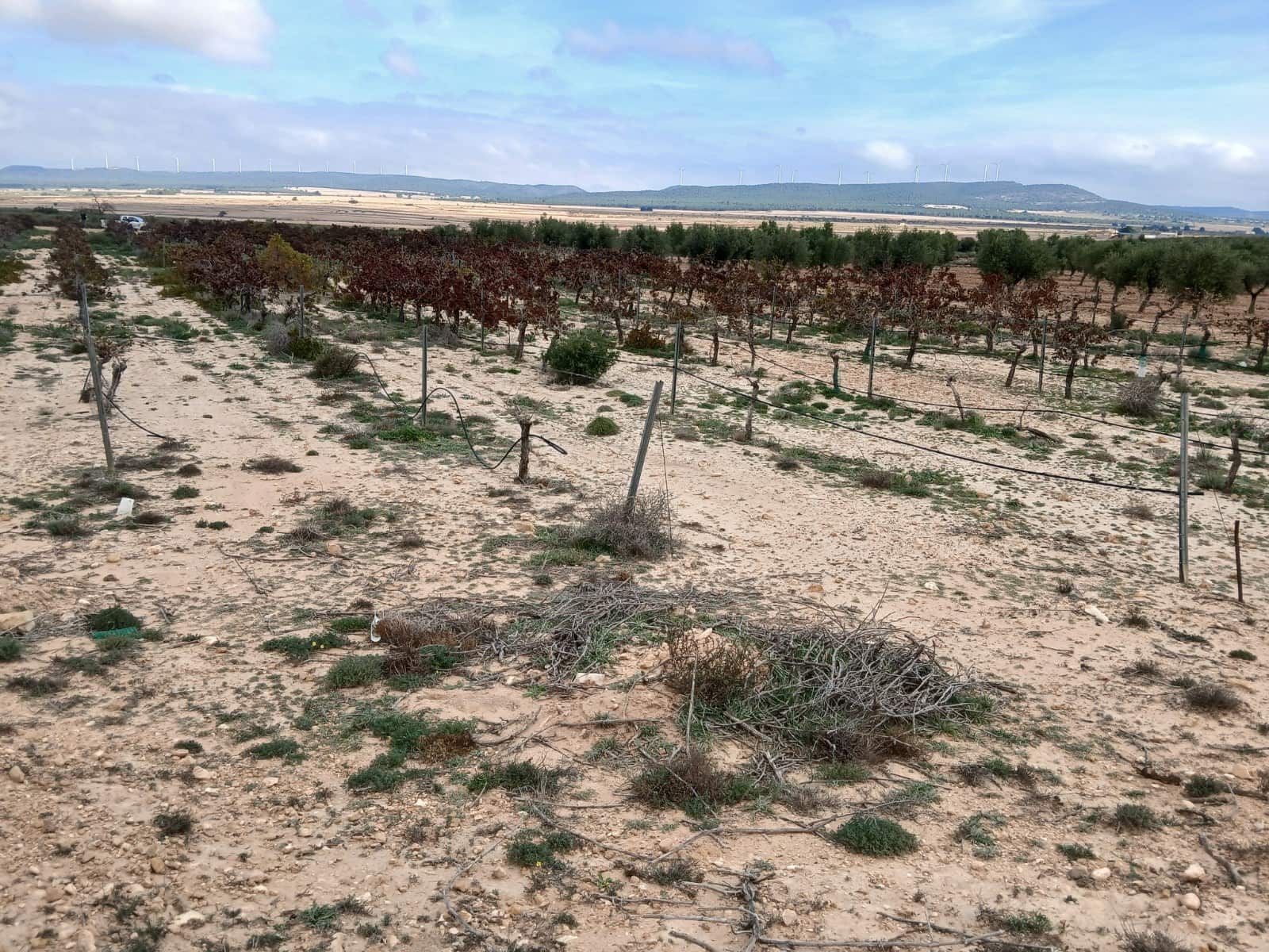 Landgrundstück zu verkaufen in Yecla - 13.000 € (Ref: 4522935)