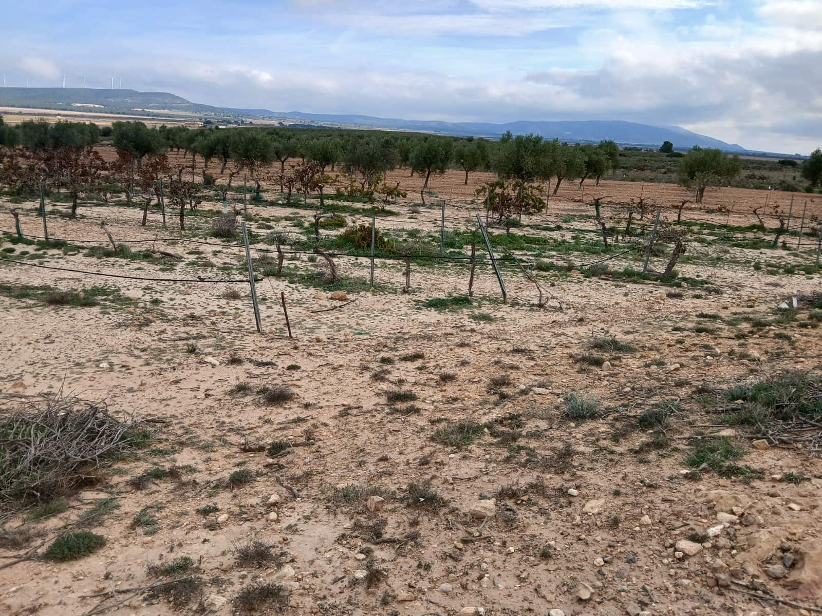 Landgrundstück zu verkaufen in Yecla - 13.000 € (Ref: 4522935)