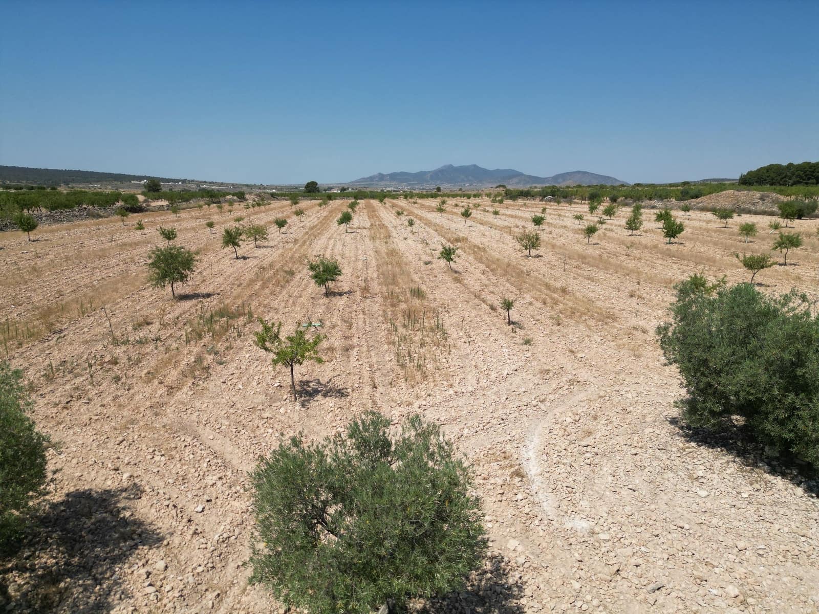 Undeveloped Land for sale in Pinoso - € 66,500 (Ref: 4548808)