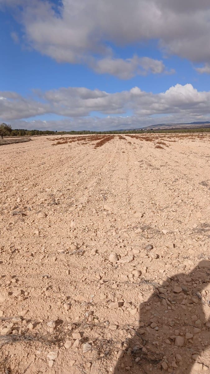 Undeveloped Land for sale in Yecla - € 216,460 (Ref: 4730322)