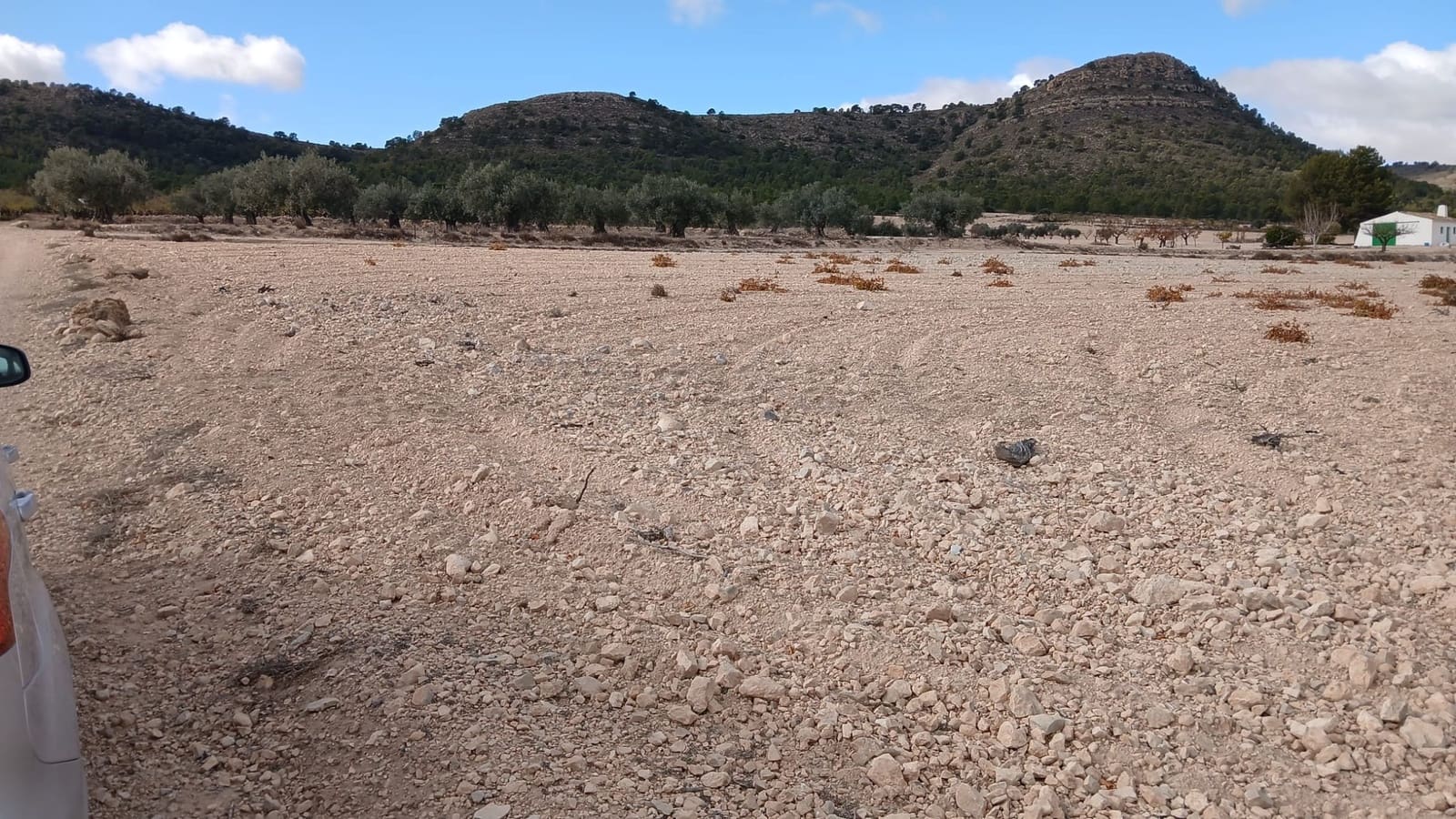 Undeveloped Land for sale in Yecla - € 216,460 (Ref: 4730322)