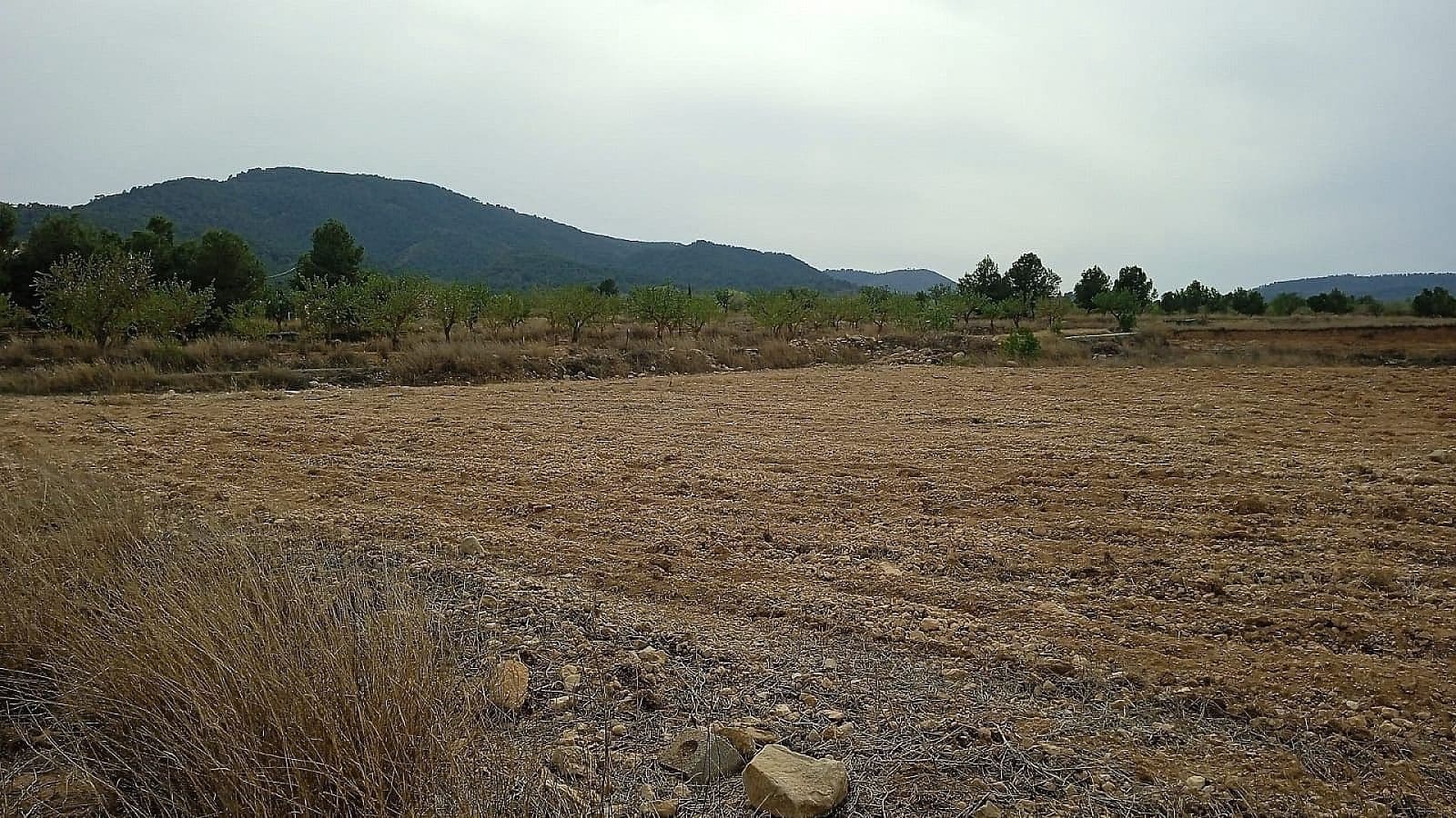 Terreno Não Urbanizado para venda em Monovar / Monover - 65 000 € (Ref: 8649624)