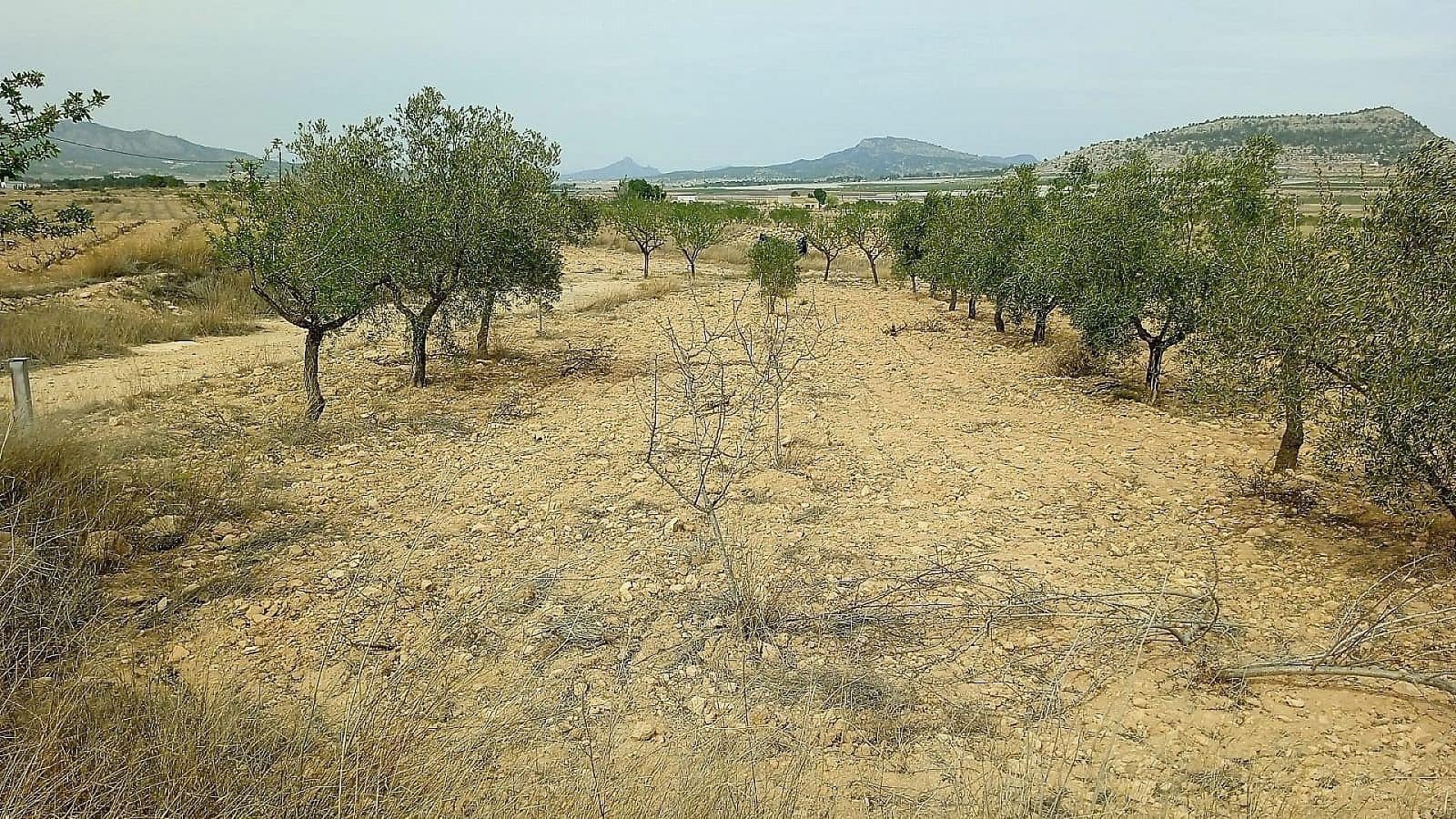 Ubebygd land til salgs i Monovar / Monover - € 50 000 (Ref: 8649625)