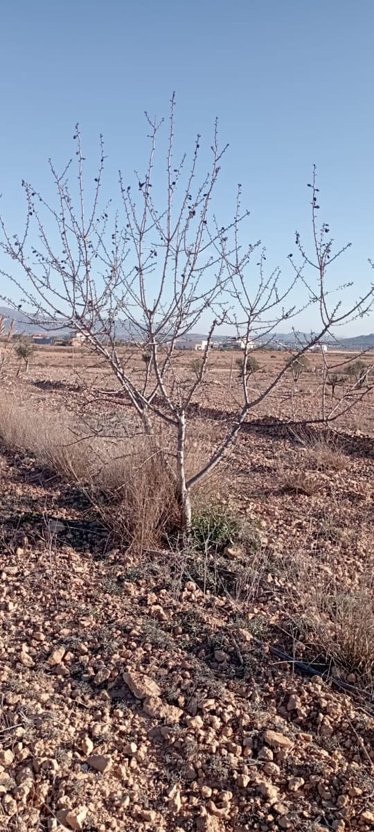 4 soveværelse Finca/Landehus til salg i Pinoso med swimmingpool - € 324.000 (Ref: 9202211)